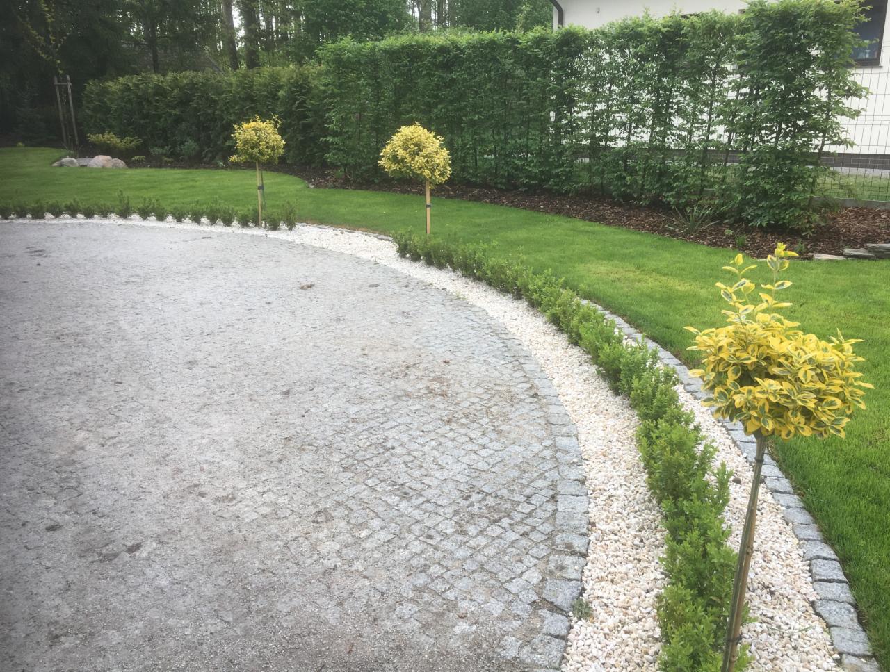 Ułożona z kostki brukowej ścieżka w ogrodzie, oddzielona od trawnika pasem białego żwiru i niskimi krzewami, z trzema formowanymi drzewkami.