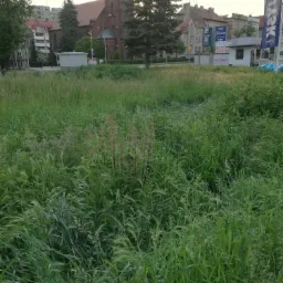 Koszenie wysokich traw