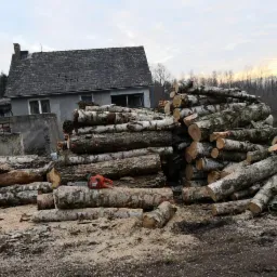 Stos pociętych kloców brzozy z korą, leżąca obok pomarańczowa piła spalinowa Husqvarna, w tle budynek mieszkalny i samochód.