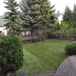 Świeżo założony trawnik z rolki, widoczne zraszacze nawadniające trawę, w tle wysokie świerki i czarny płot.