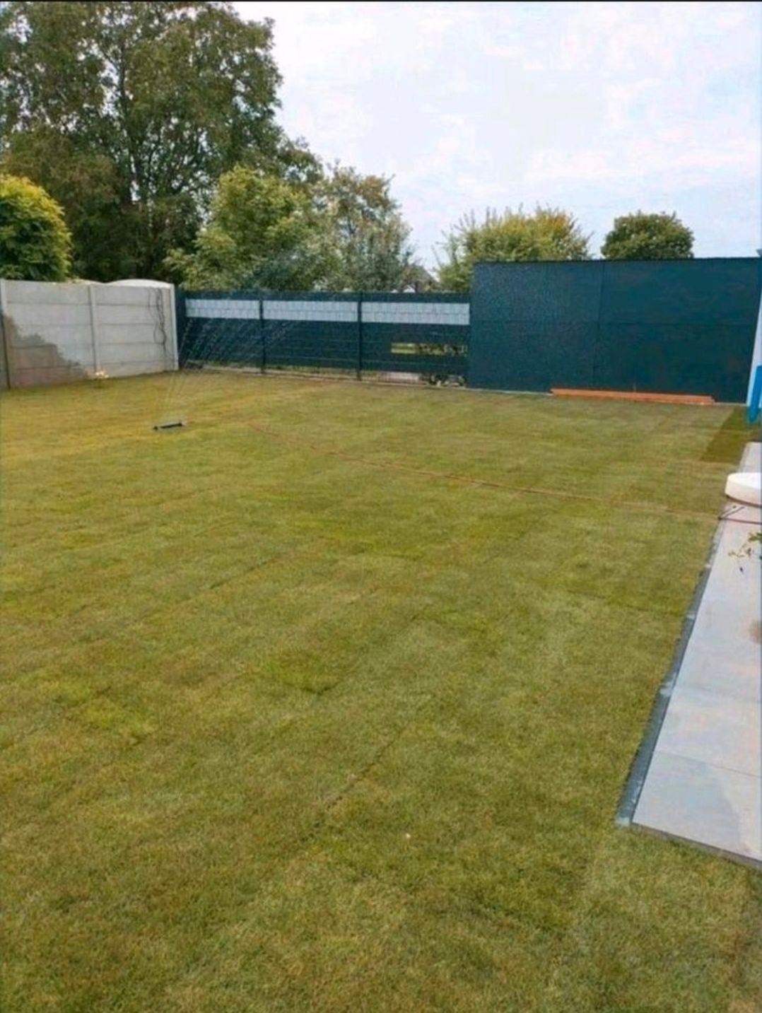 Rozległy trawnik z systemem nawadniania, otoczony betonowym i drewnianym ogrodzeniem. Widoczne drzewa w tle. Świeżo założony trawnik w ogrodzie.