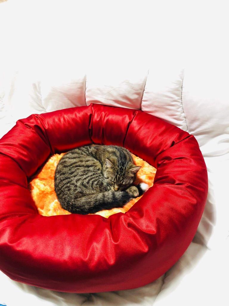 Śpiący pręgowany kot z białą końcówką ogona zwinięty w czerwonym, błyszczącym legowisku z pomarańczowym futerkiem w Nowej Rudzie.