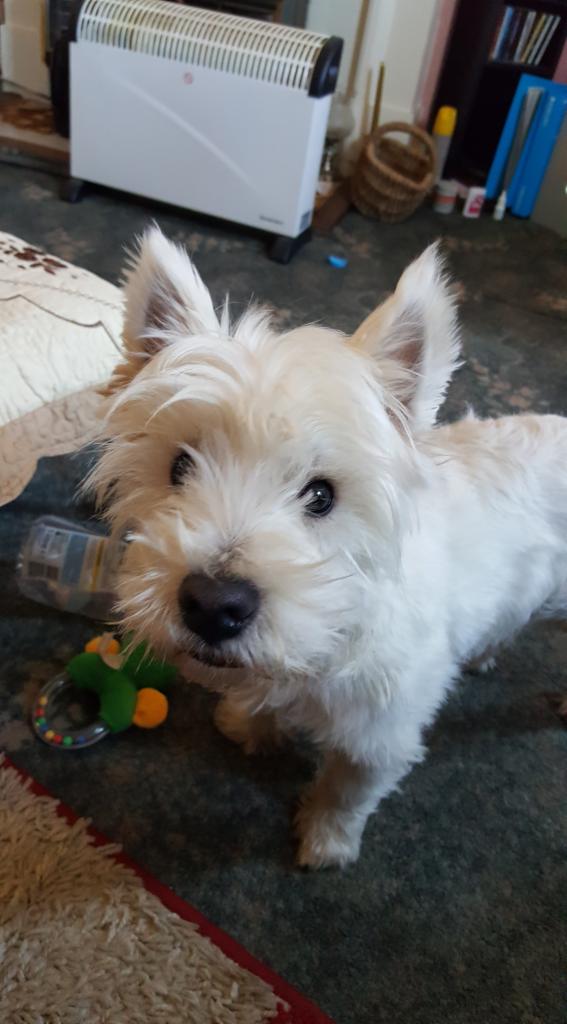 Biały terier szkocki zachodni w pokoju z grzejnikiem elektrycznym i zabawkami dla psa na podłodze.