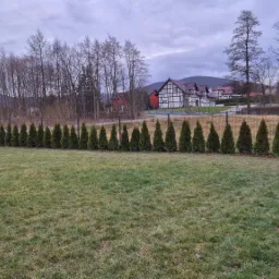 Równy szpaler posadzonych, młodych tuj na tle trawnika i zabudowy rezydencjalnej w pochmurny dzień.