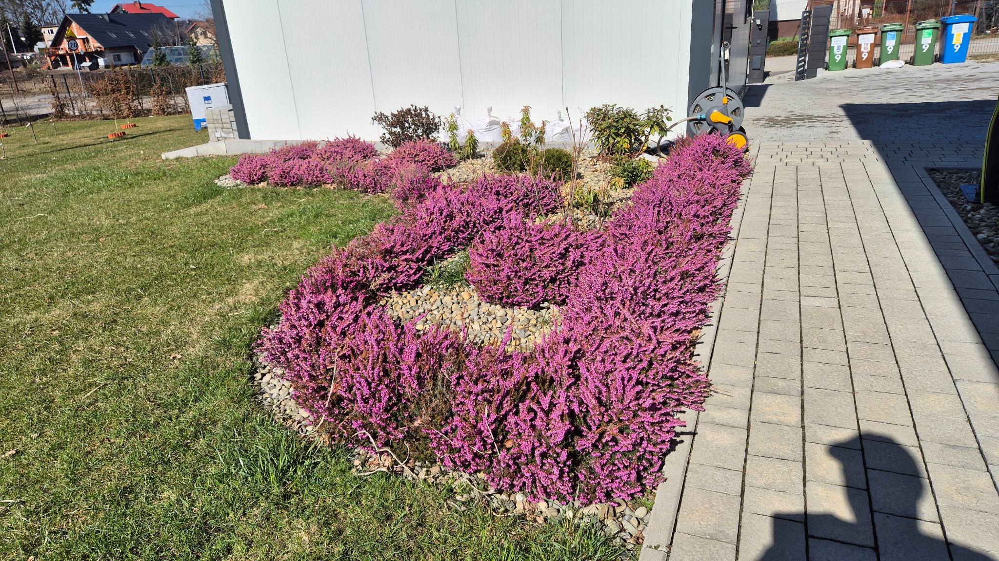 Kwitnące wrzosy w ogrodzie, ułożone wzdłuż ścieżki z kostki brukowej, z białym budynkiem w tle i widocznymi pojemnikami na śmieci.