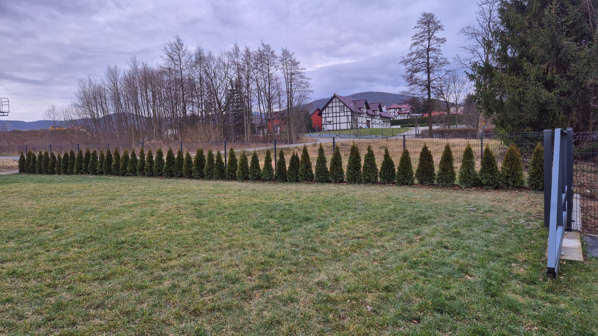 Równy szpaler posadzonych, młodych tuj na tle trawnika i zabudowy rezydencjalnej w pochmurny dzień.