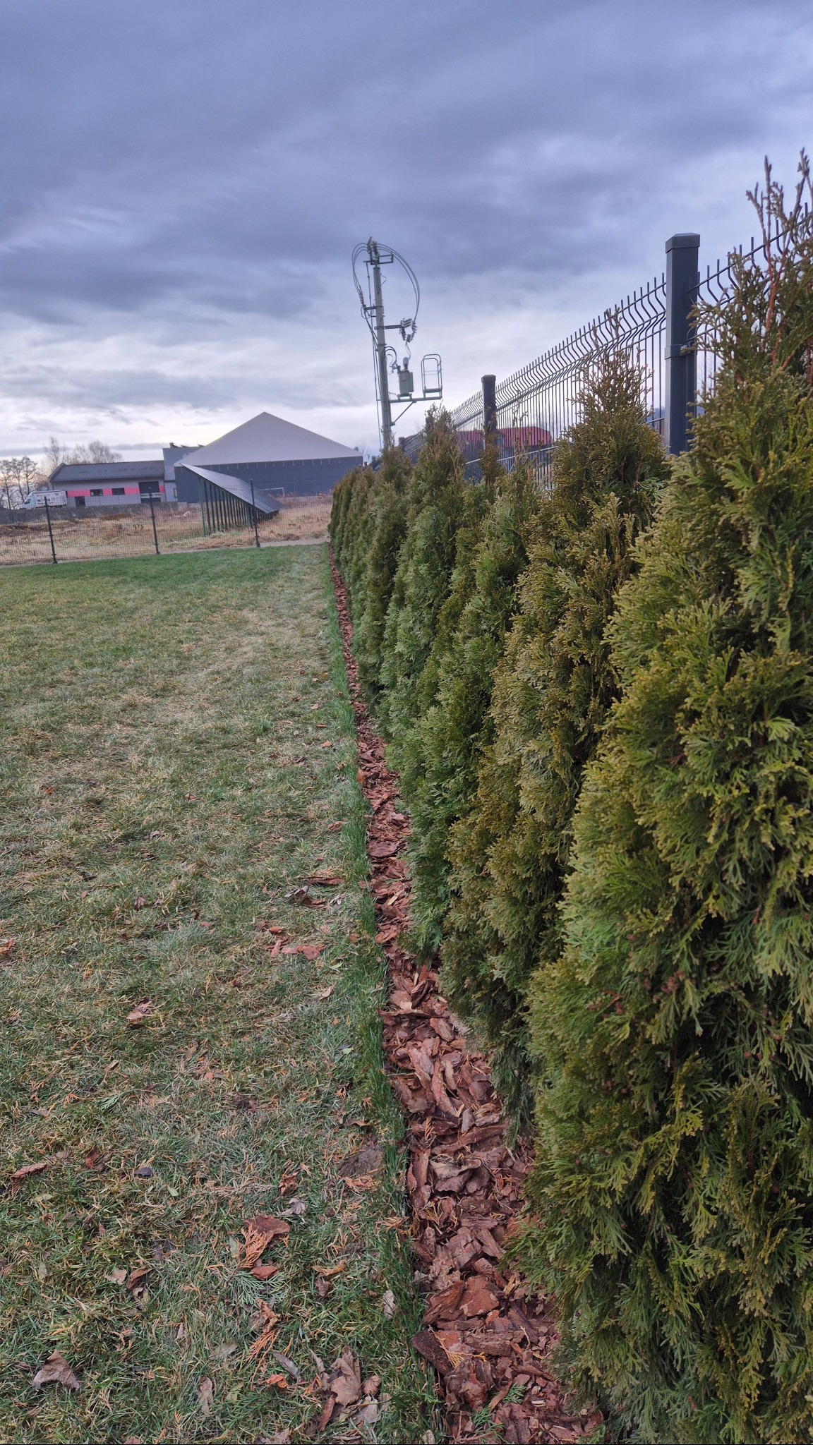 Rząd gęsto posadzonych, młodych tuj szmaragdowych, oddzielonych od trawnika pasmem kory, tworzących żywopłot wzdłuż metalowej siatki ogrodzeniowej na tle pochmurnego nieba i zabudowań gospodarczych.