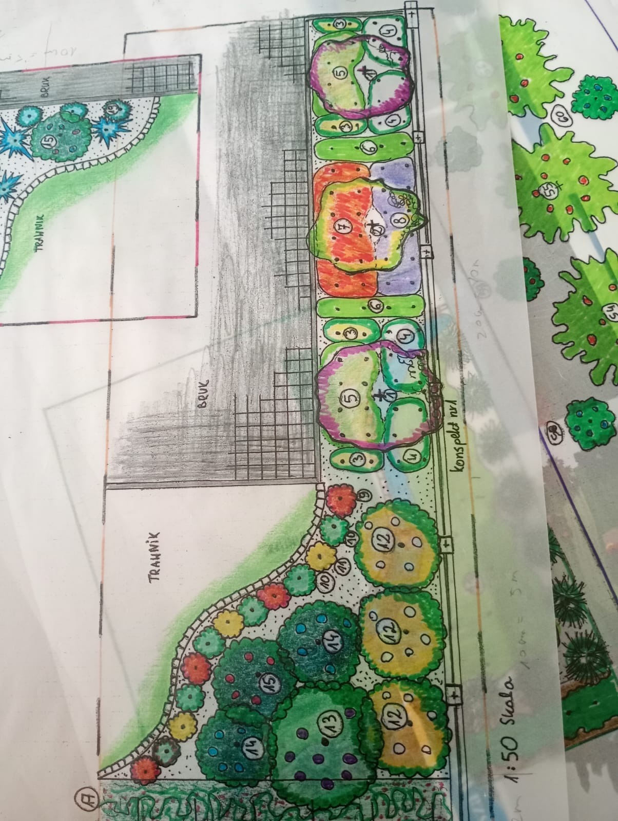Ręcznie rysowany plan ogrodu z Bielsko-Białej, prezentujący rozmieszczenie trawnika, bruku i nasadzeń z numeracją roślin. Widoczna skala 1:50.
