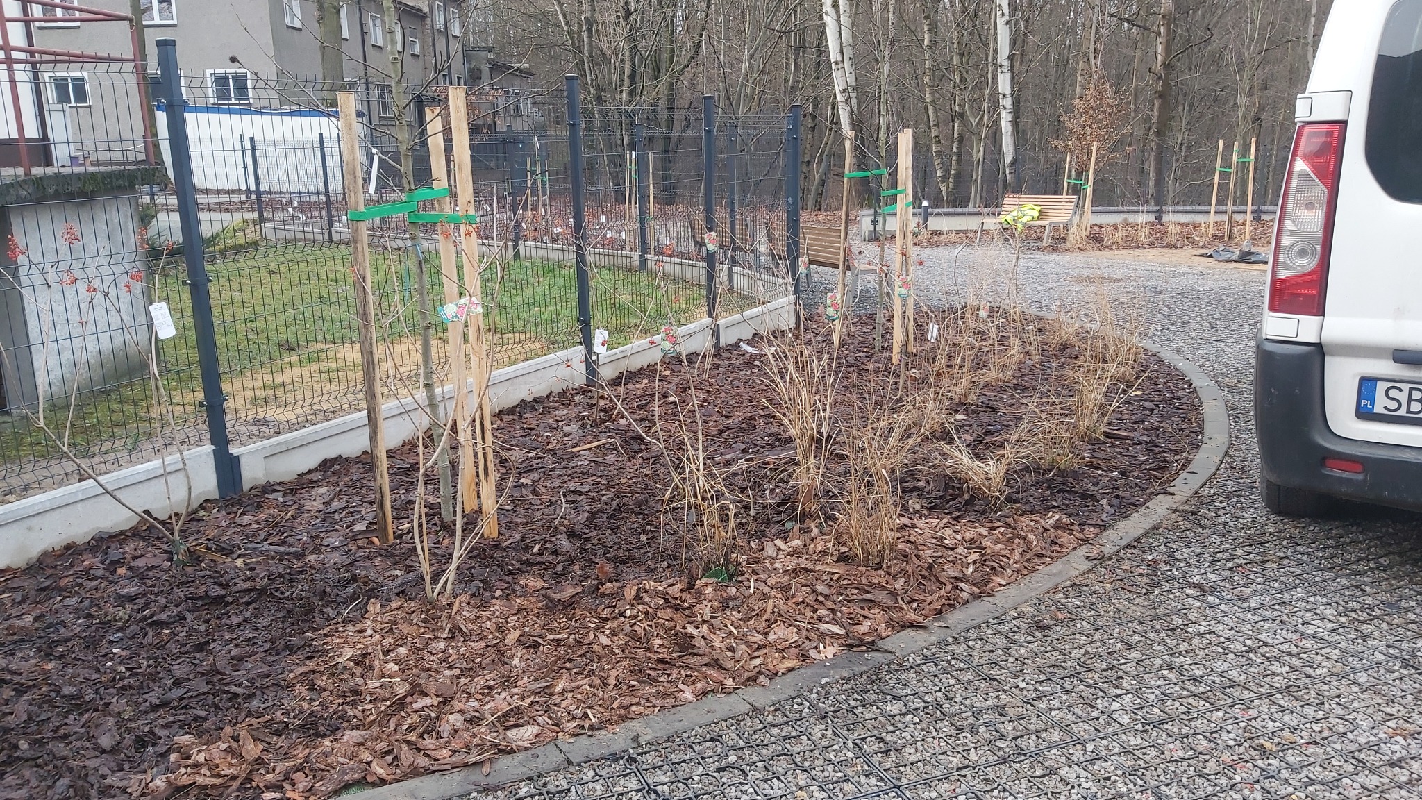 Świeżo posadzone krzewy podparte drewnianymi palikami, zabezpieczone zielonymi taśmami, obsypane korą, wzdłuż ogrodzenia na tle bloku mieszkalnego i drzew bez liści.