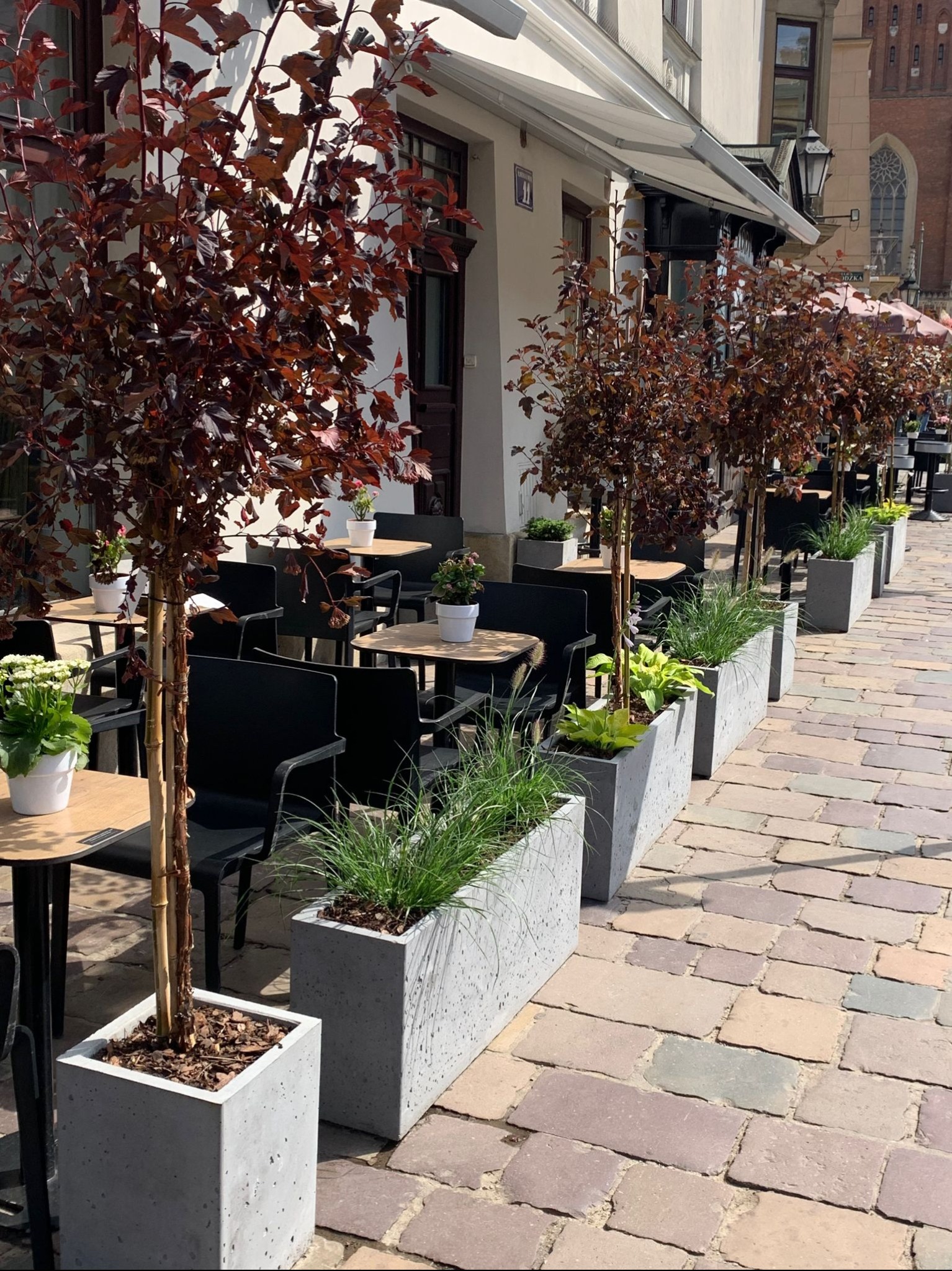 Rząd drzew o bordowych liściach w kwadratowych donicach z szarego betonu, ustawionych wzdłuż chodnika z kostki brukowej przed budynkiem z białym daszkiem, tworzących ogródek kawiarniany z czarnymi...