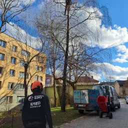 Pracownik w kasku i kombinezonie firmy Elbrus Ropes stoi na chodniku, obserwując drugiego pracownika na wysokiej brzozie, obok zaparkowane busy z logo firmy i rozdrabniacz do gałęzi na przyczepce.