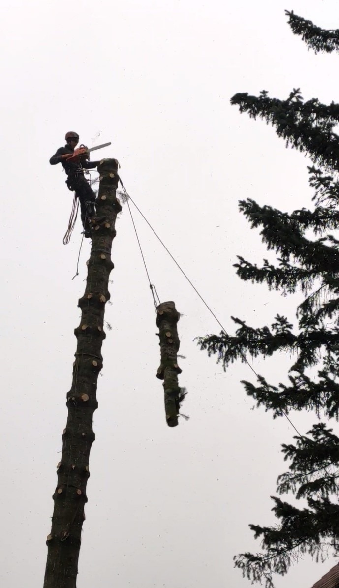 Arborysta w uprzęży, z piłą spalinową, przycina wysokie drzewo od góry, odcięte gałęzie zawieszone na linach, widok z dołu na pochmurne niebo.