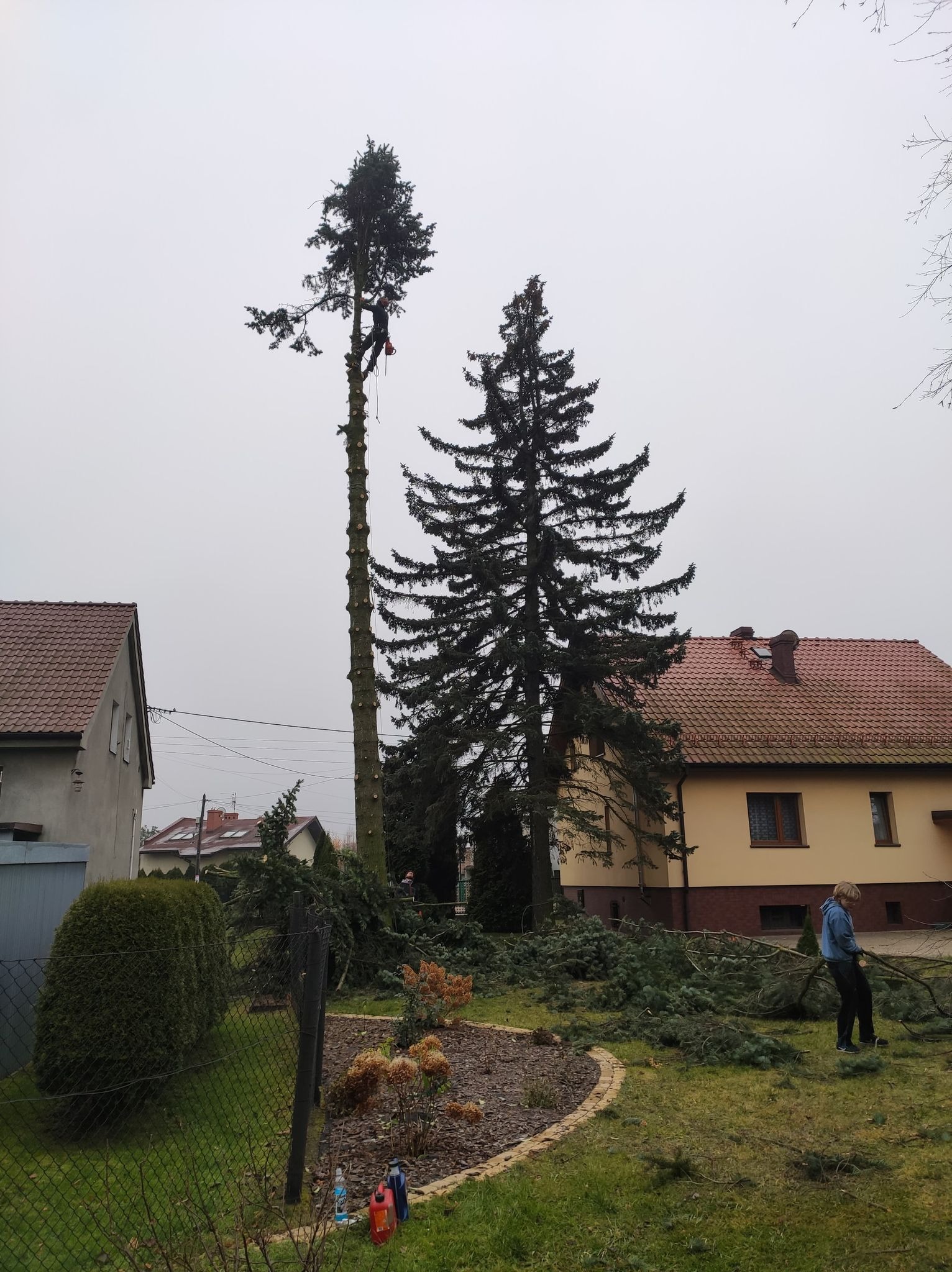Arborysta w uprzęży przy pniu wysokiej sosny z resztkami gałęzi, obok druga sosna, na ziemi leżą obcięte gałęzie, osoba w tle zbiera gałęzie, w tle domy jednorodzinne.