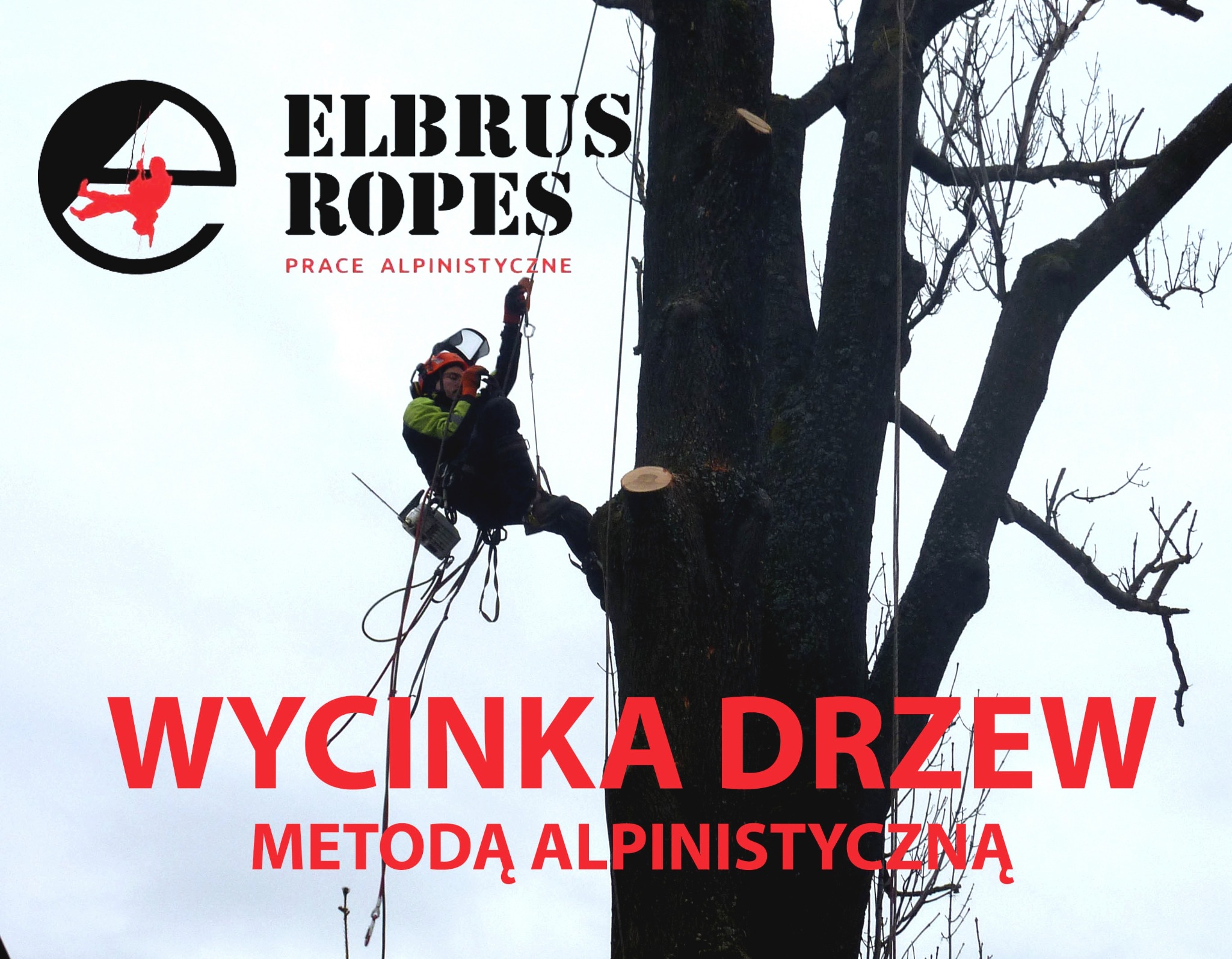 Arborysta w uprzęży, z piłą, przy pniu drzewa z obciętą gałęzią, logo firmy Elbrus Ropes i napis 'Wycinka drzew metodą alpinistyczną'.