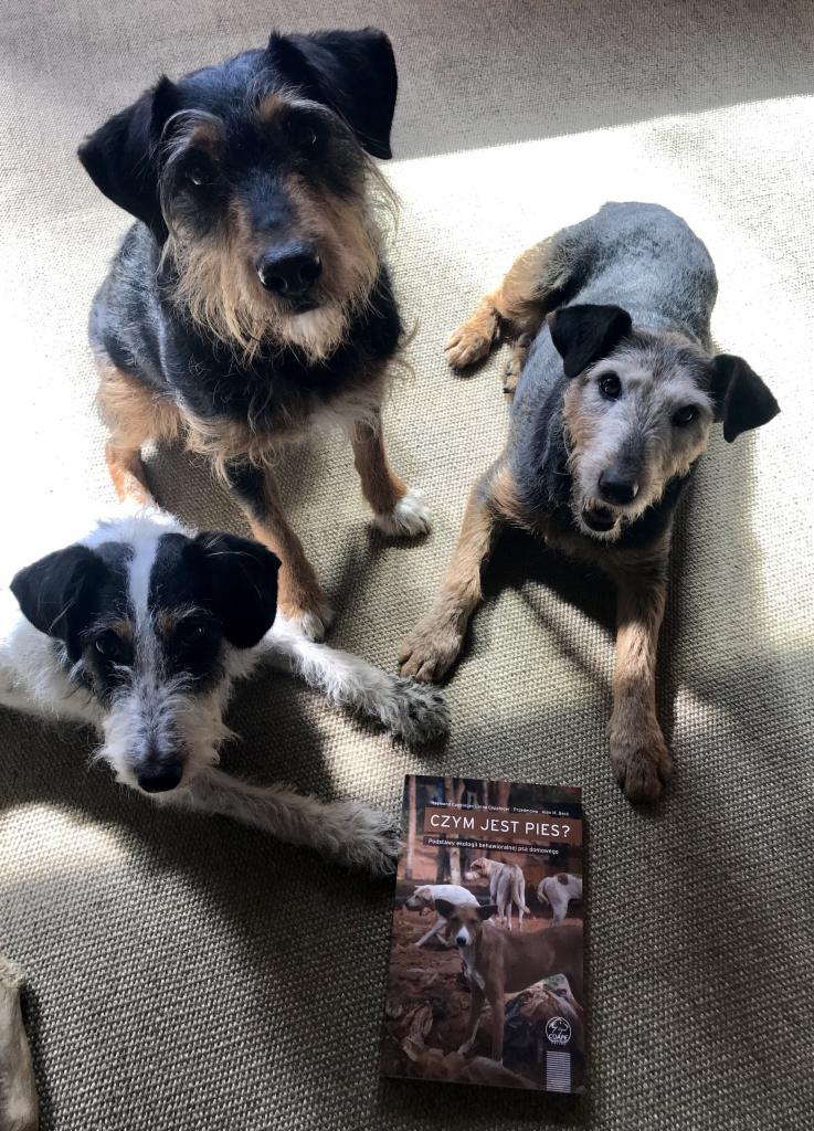 Trzy psy rasy terier patrzą w górę, obok leży książka o psach z tytułem 'Czym jest pies?'