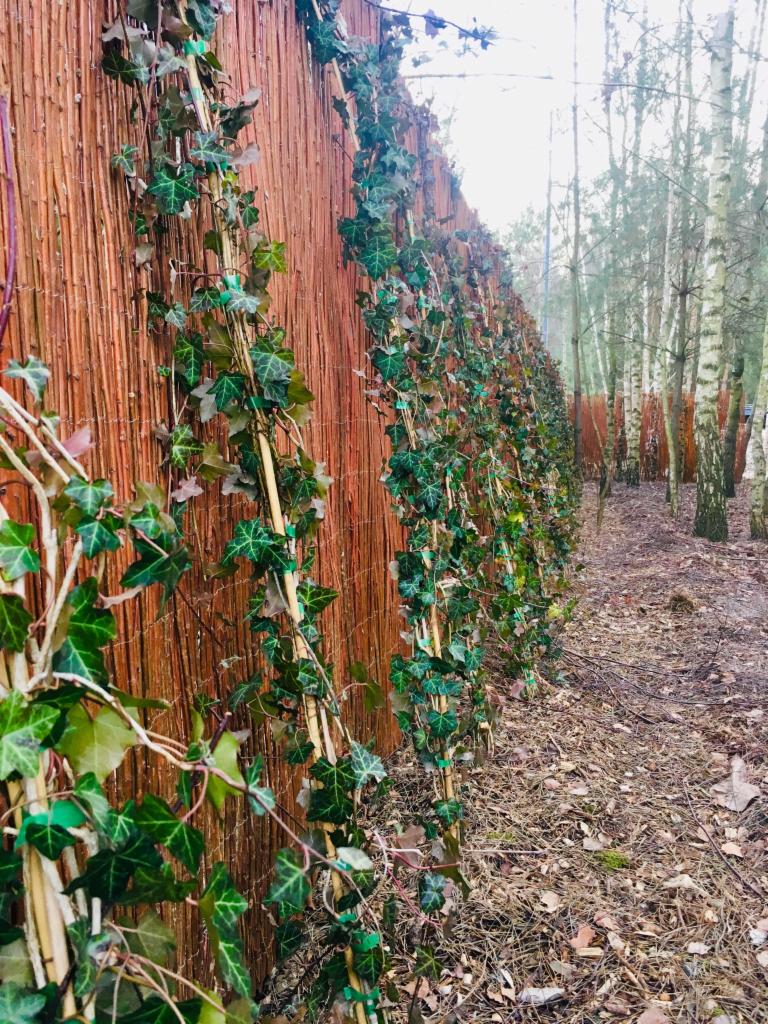 Żywopłot z wikliny obsadzony bluszczem w ogrodzie, widoczne brzozy w tle, dekoracyjne rozwiązanie oddzielające przestrzeń.