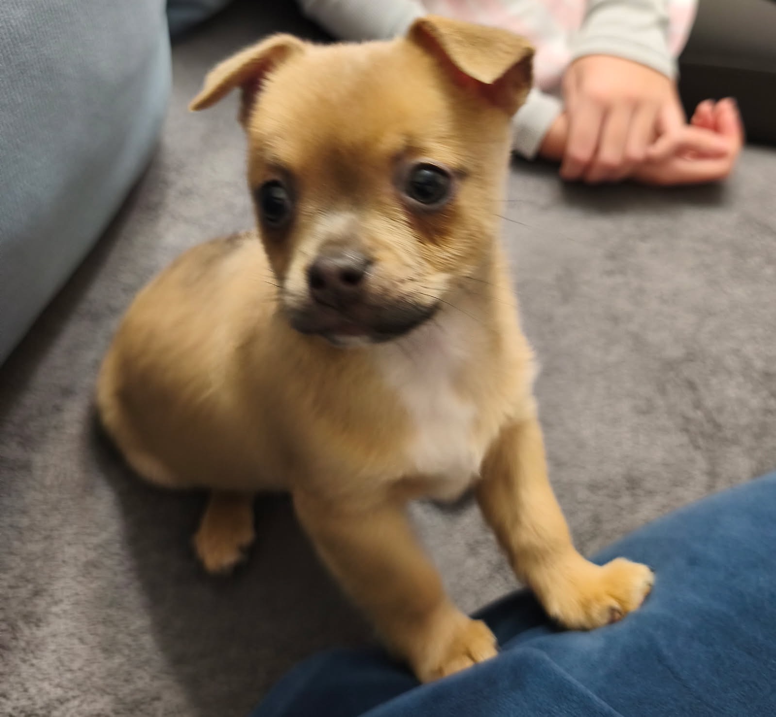 Mały, beżowy szczeniak z ciemnymi oczami siedzi na kolanach, patrząc wprost. W tle widoczne ręce dziecka i szara kanapa.
