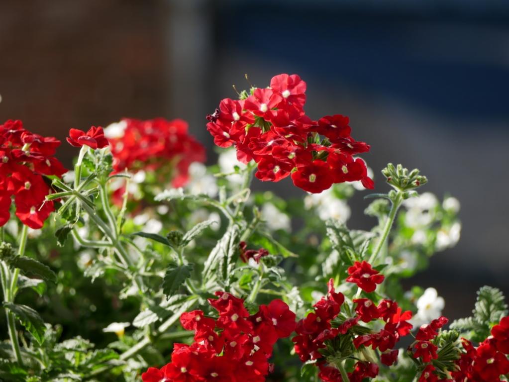Kępa czerwonych i białych kwiatów werbeny w donicy na tle ciemnej ściany.