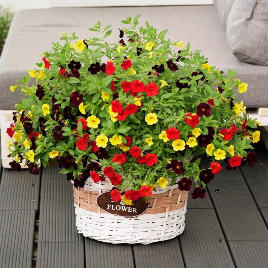 Kompozycja z kolorowych kwiatów (żółte, czerwone, bordowe) w białym wiklinowym koszu z napisem 'Flower' na szarym tarasie.