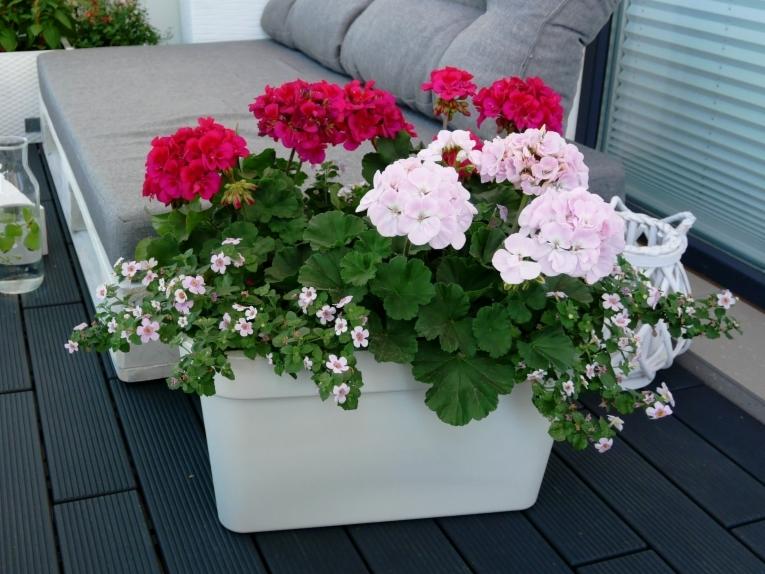 Kompozycja kwiatowa z pelargonii i drobnych białych kwiatów w białej, prostokątnej donicy na ciemnoszarym tarasie z desek kompozytowych, z fragmentem sofy z szarymi poduszkami w tle.