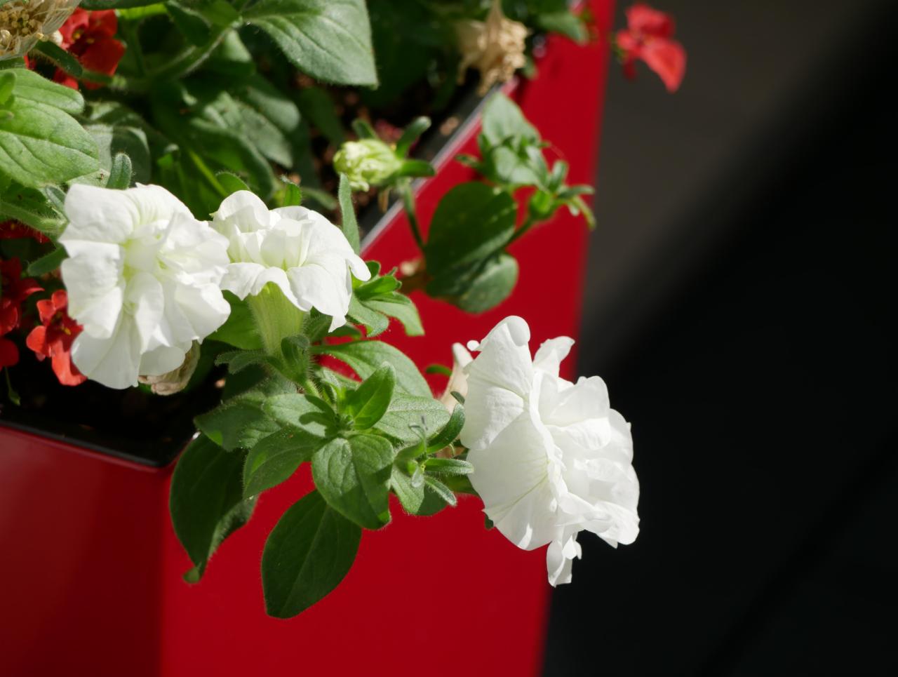 Białe petunie w czerwonej donicy, z bliska, z widocznymi zielonymi liśćmi i pąkami, na tle ciemnej ściany.