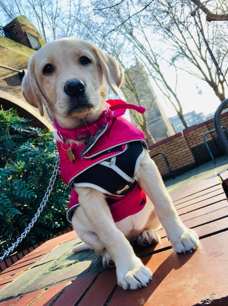 Szczeniak labradora w różowej kurtce z czarnymi elementami, siedzący na ceglanym murku na tle miejskiego krajobrazu z wysoką wieżą i drzewami bez liści.