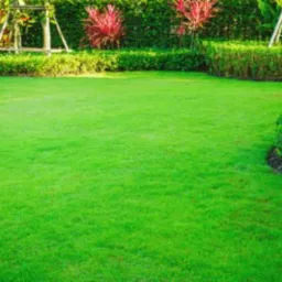 Intensywnie zielony trawnik z równo przystrzyżoną trawą, obrzeża z krzewów i drzew w tle, delikatne cieniowanie od słońca.