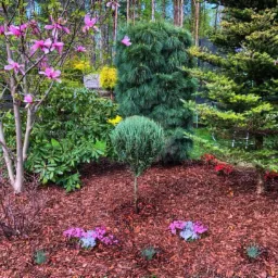 Urozmaicony ogród z magnolią, iglakami i rabatami wysypanymi korą, w tle drzewa leśne.