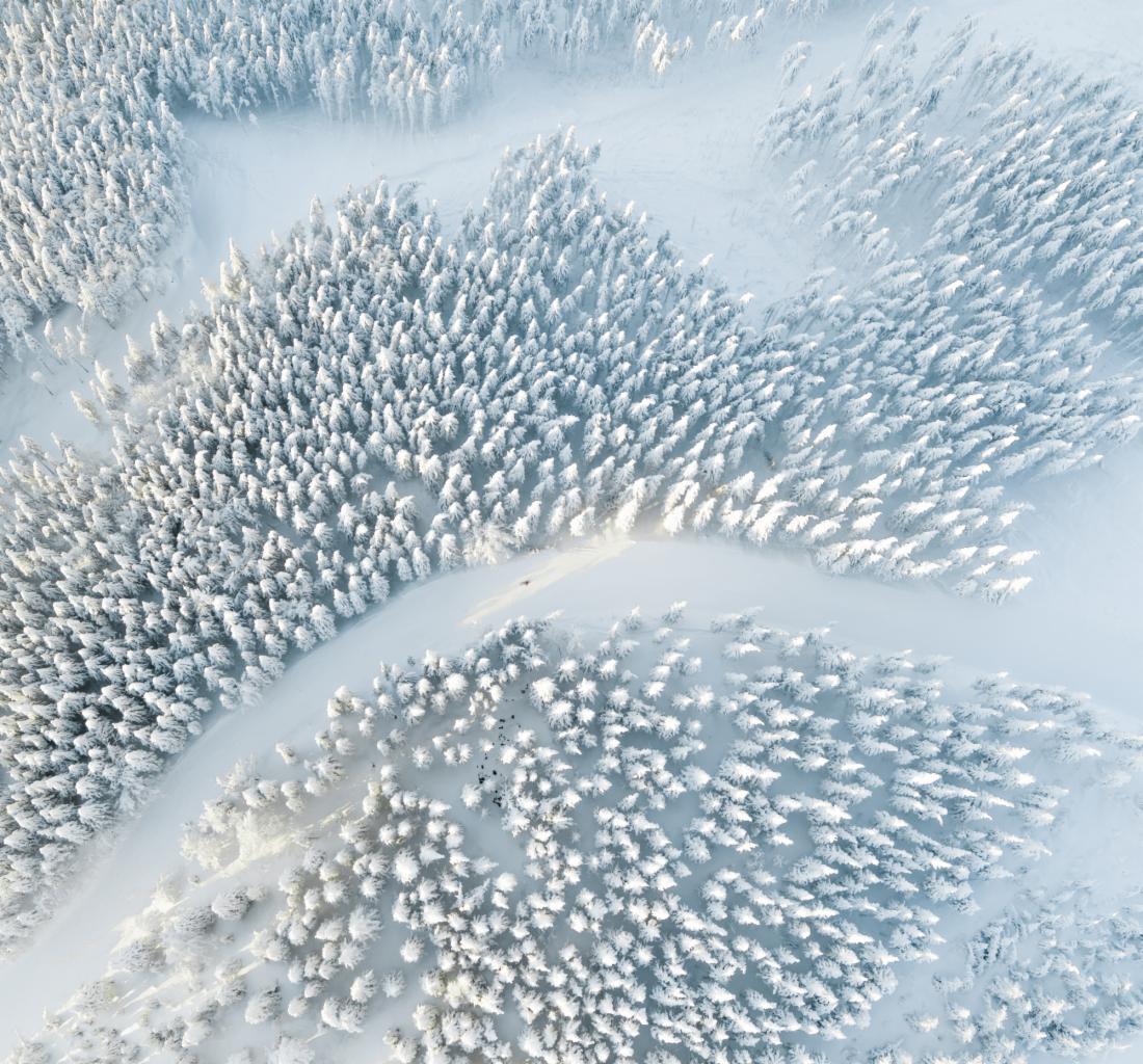 Zimowy krajobraz z lotu ptaka: ośnieżone drzewa iglaste i ścieżka w śniegu, delikatne poranne światło.