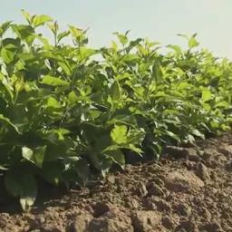 Sadzonki Iwanowice małe 3