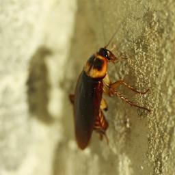 Dezynsekcja- Redukcja szkodliwych owadów w otoczeniu