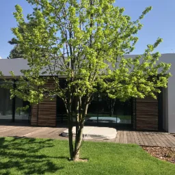 Nowoczesny ogród z młodym drzewem na pierwszym planie, drewnianym tarasem i minimalistyczną architekturą domu w tle, jacuzzi widoczne w odbiciu szyby.