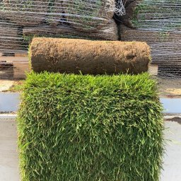 Trawa z rolki Parchowo 1