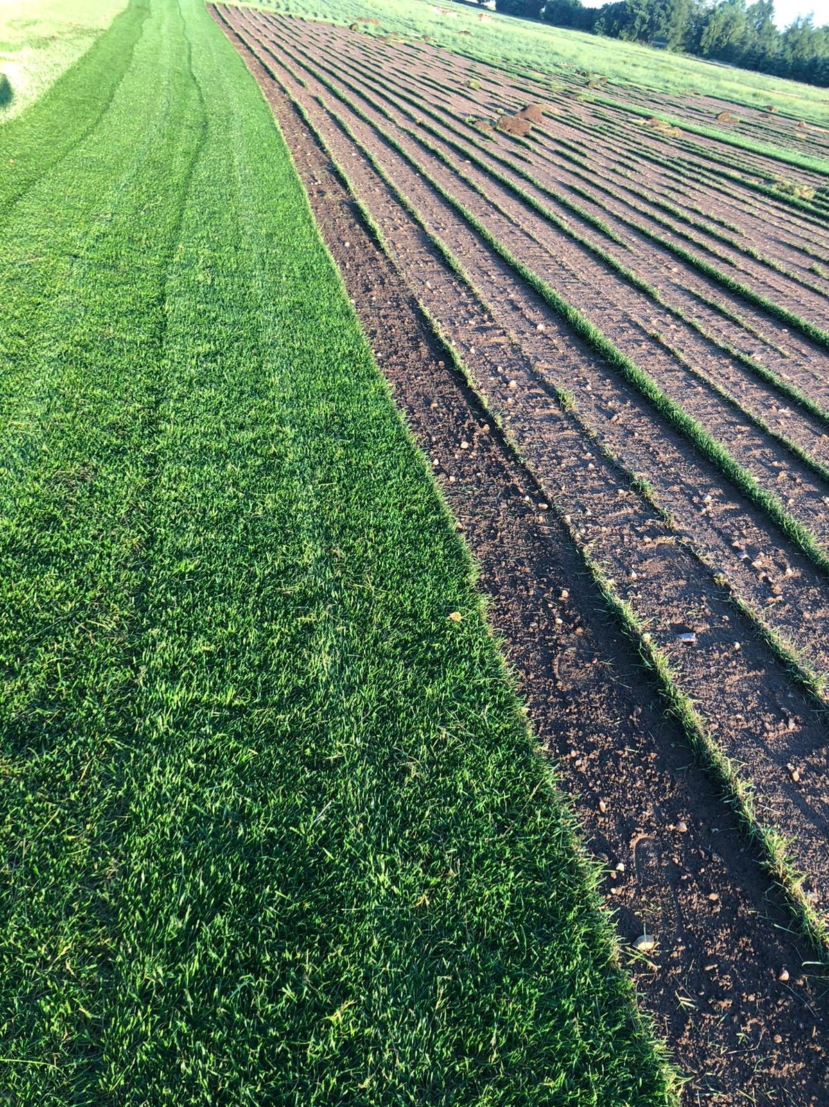 Układanie trawy z rolki: świeżo rozłożona, intensywnie zielona trawa sąsiaduje z przygotowanym podłożem w rzędach, gotowym na kolejne rolki. Widok z góry.