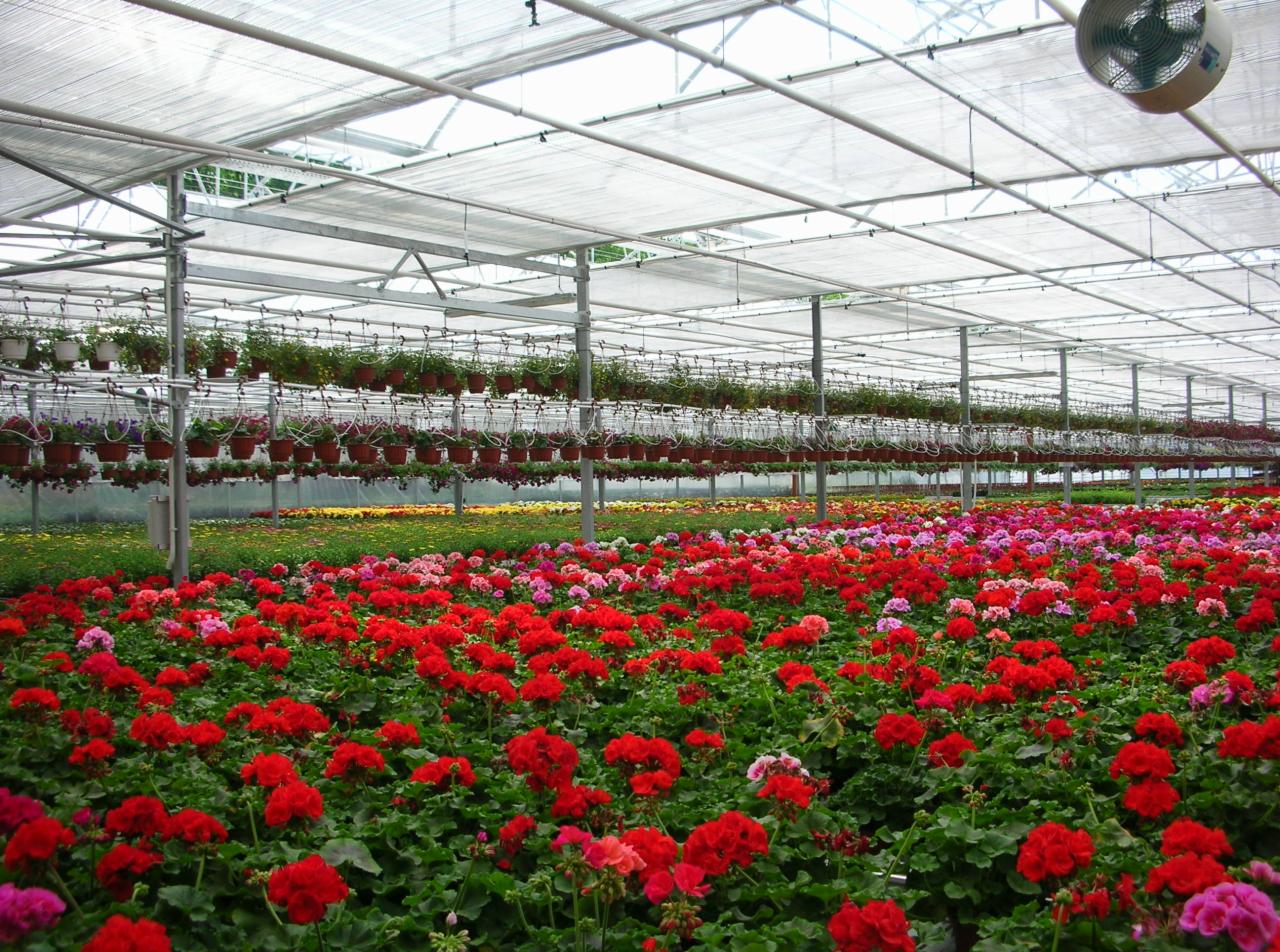 Wnętrze szklarni z metalową konstrukcją, wypełnionej rzędami czerwonych i różowych pelargonii oraz wiszącymi doniczkami z kwiatami pod przezroczystym dachem.