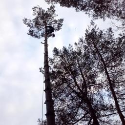 Wycinka Drzew, Drzew Trudnych, Usługi Leśne i inne - Perfekcyjna Pielęgnacja Drzew Białystok