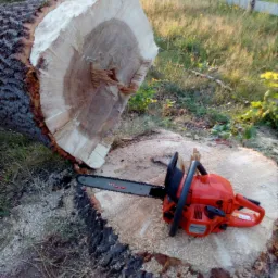 Świeżo ścięty pień drzewa z widocznymi słojami i leżąca na nim czerwona piła łańcuchowa Husqvarna 455 Rancher, w tle trawa i ogrodzenie.