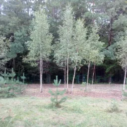 Młody zagajnik brzozowy z nasadzeniami drzew iglastych na trawiastym terenie, otoczony gęstym lasem w tle.