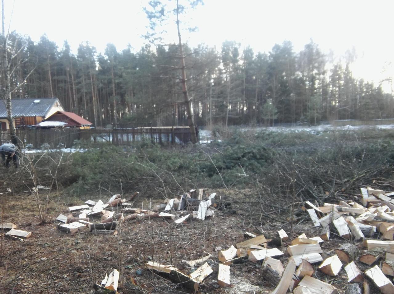 Teren po wycince drzew: stosy pociętego drewna i gałęzi na tle lasu i zabudowań mieszkalnych, widoczna postać w oddali przy pracy.