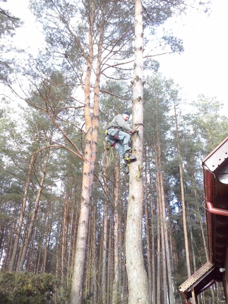 Pracownik w uprzęży, wspinający się na wysokie drzewo w lesie, widok z dołu, obok widoczny fragment budynku.