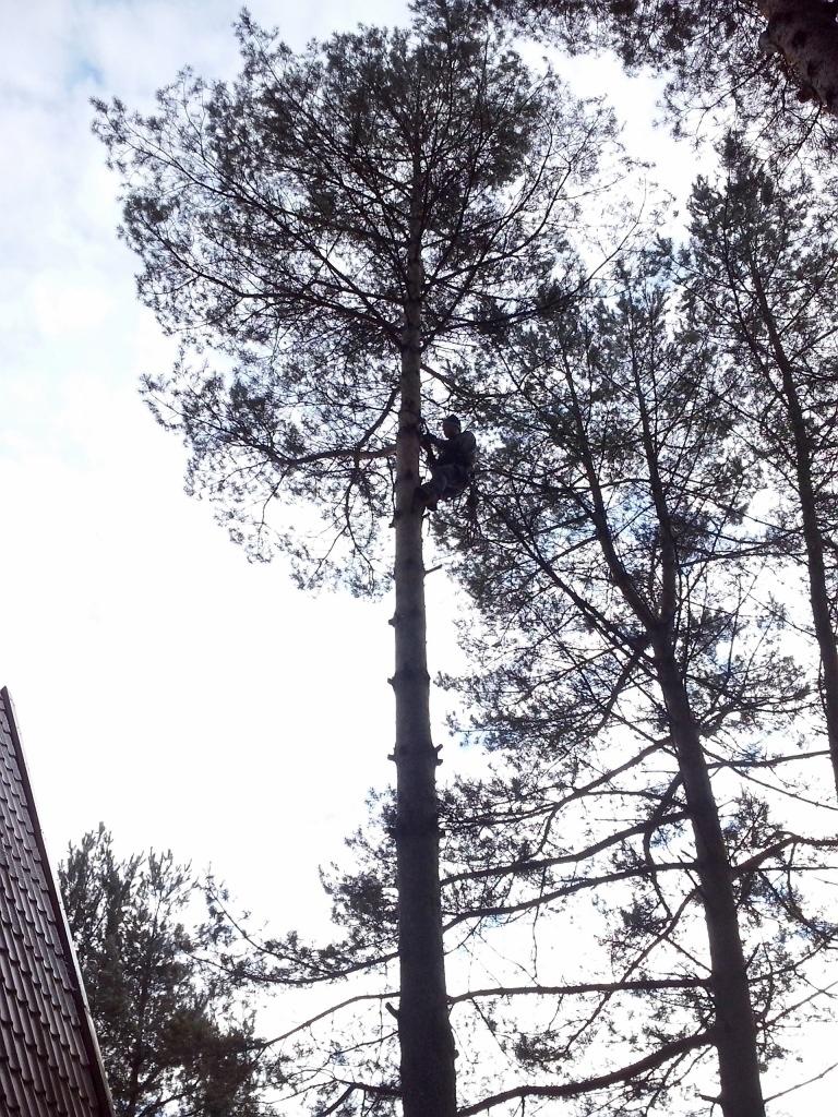 Mężczyzna w uprzęży wspinaczkowej wspina się na wysokie drzewo iglaste; widok od dołu, fragment dachu budynku w lewym dolnym rogu kadru.
