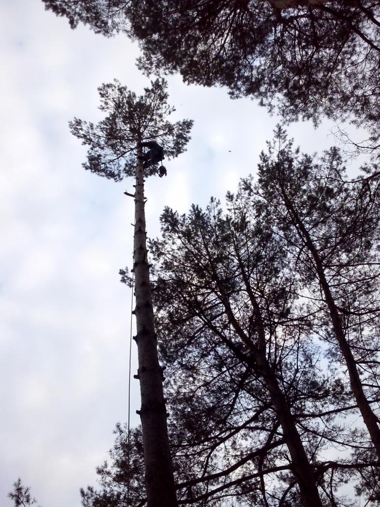 Arborysta w uprzęży, w trakcie pracy na wysokiej sośnie, widok z dołu na tle pochmurnego nieba.
