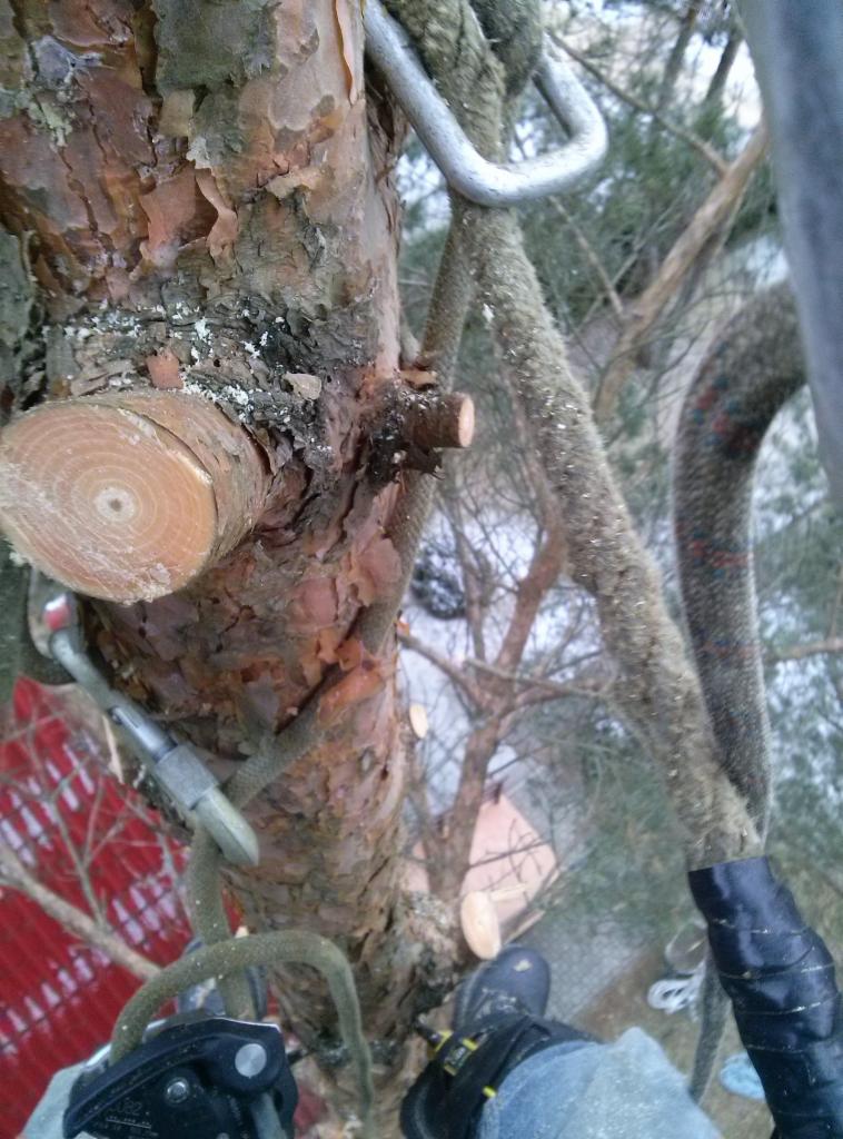 Widok z góry na pień sosny z obciętymi gałęziami, liny zabezpieczające i buty osoby pracującej na wysokości, z fragmentem czerwonego dachu w tle.