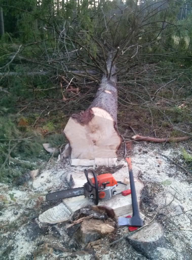 Ścięte drzewo iglaste leżące na ziemi z widocznymi narzędziami: piła spalinowa i siekiera, otoczone trocinami i gałęziami.