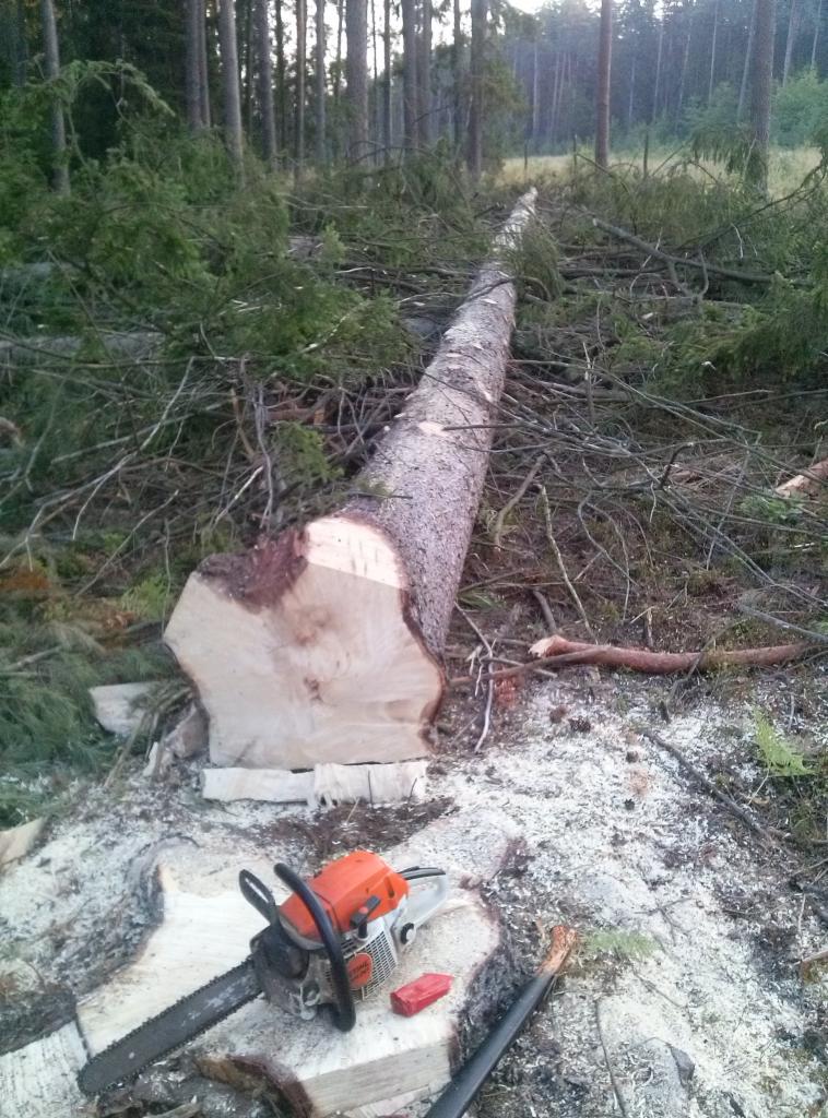 Świeżo ścięte drzewo iglaste leżące na ziemi w lesie, obok pnia z piłą łańcuchową i klinem do drewna.