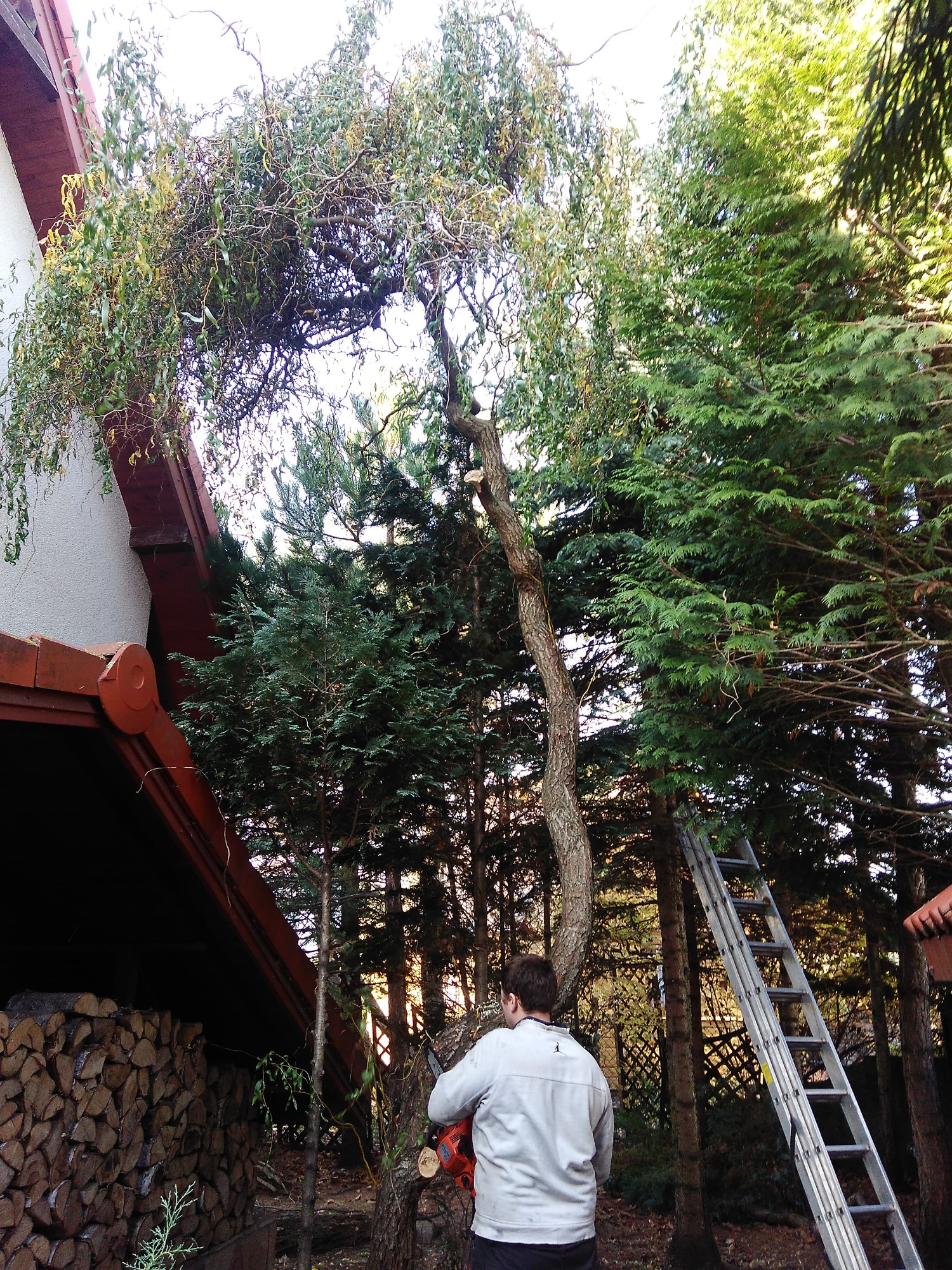 Mężczyzna w jasnej kurtce, z piłą spalinową w rękach, przygotowuje się do cięcia gałęzi płaczącej wierzby rosnącej blisko domu; w tle sterta drewna, drabina oparta o drzewo iglaste.