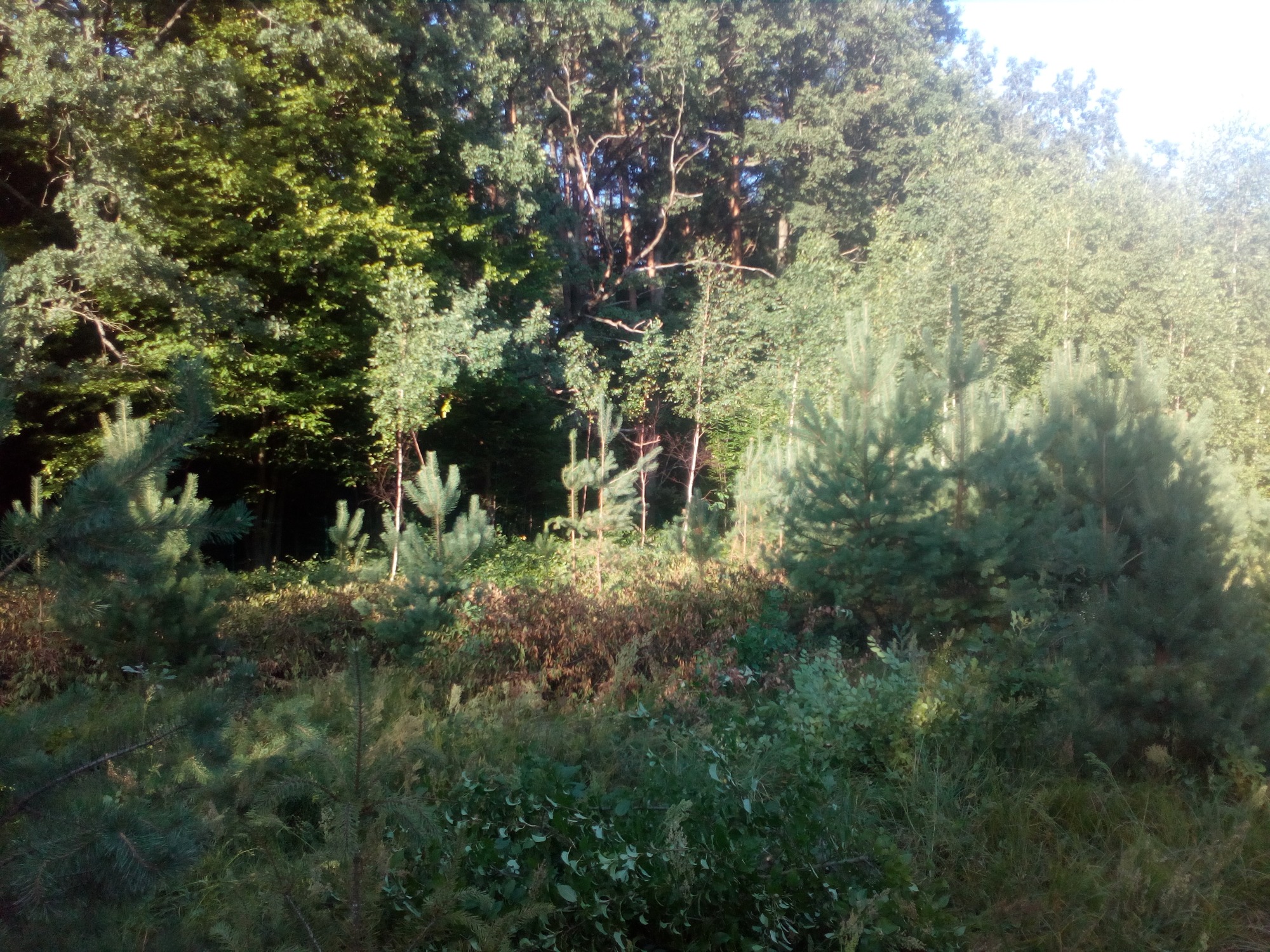 Młody zagajnik sosnowy z widocznymi małymi drzewkami i krzewami na tle starszego lasu liściastego w słoneczny dzień.