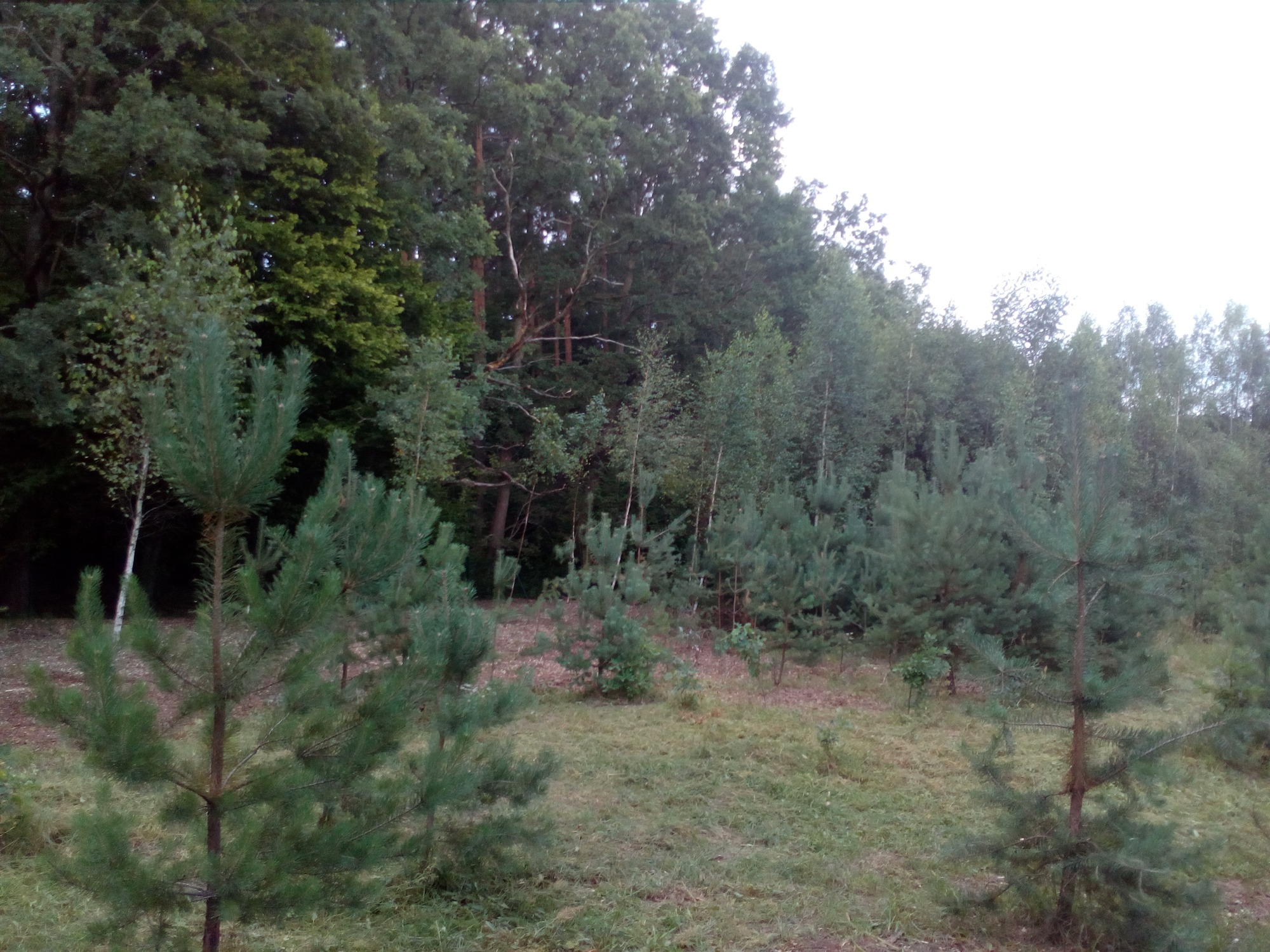 Młode drzewka iglaste posadzone na łące, w tle widoczny gęsty las liściasty.