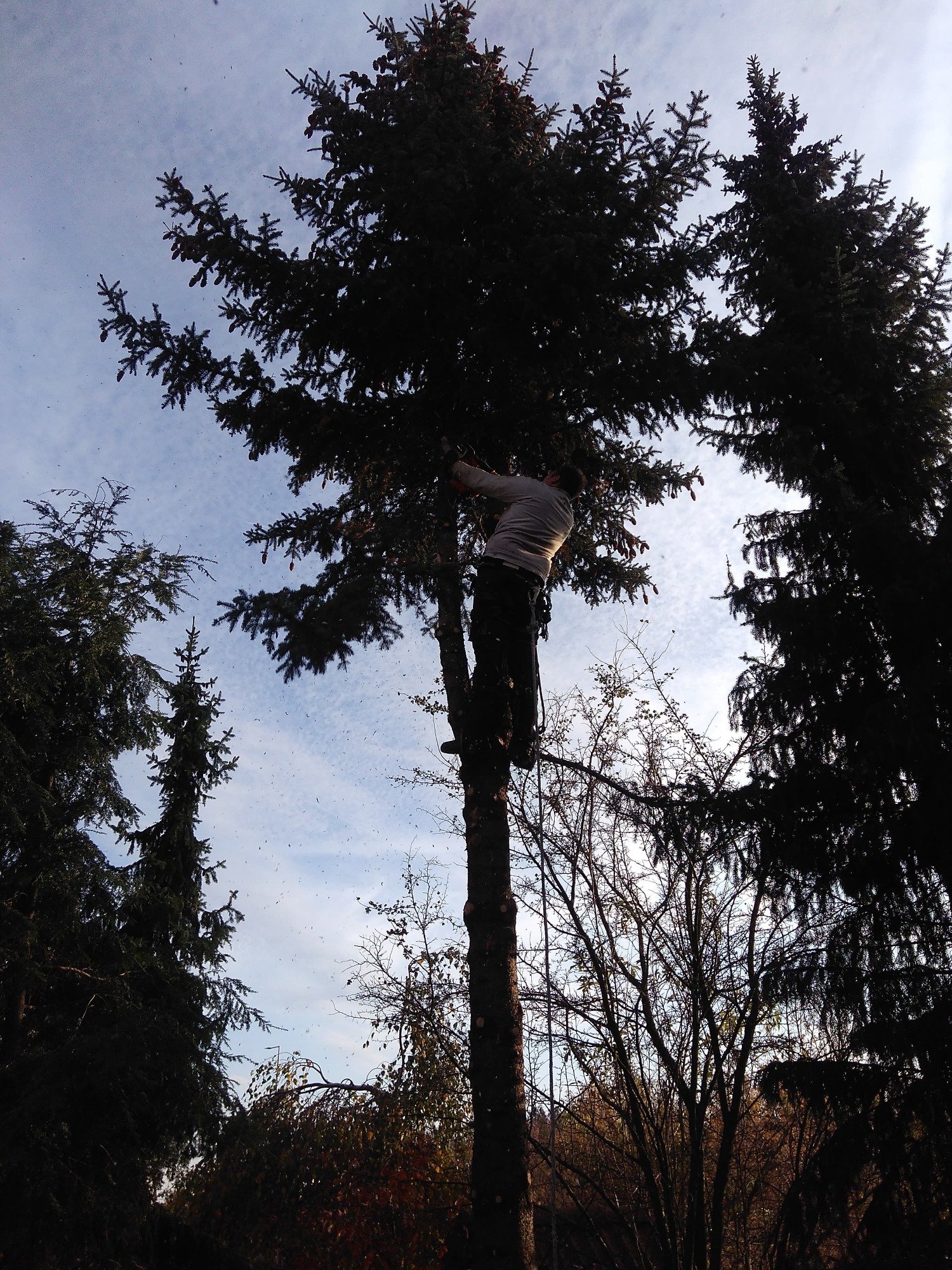 Arborysta w uprzęży, w trakcie pracy na wysokości, przycina gałęzie wysokiej sosny, z widocznymi opiłkami drewna na tle błękitnego nieba.