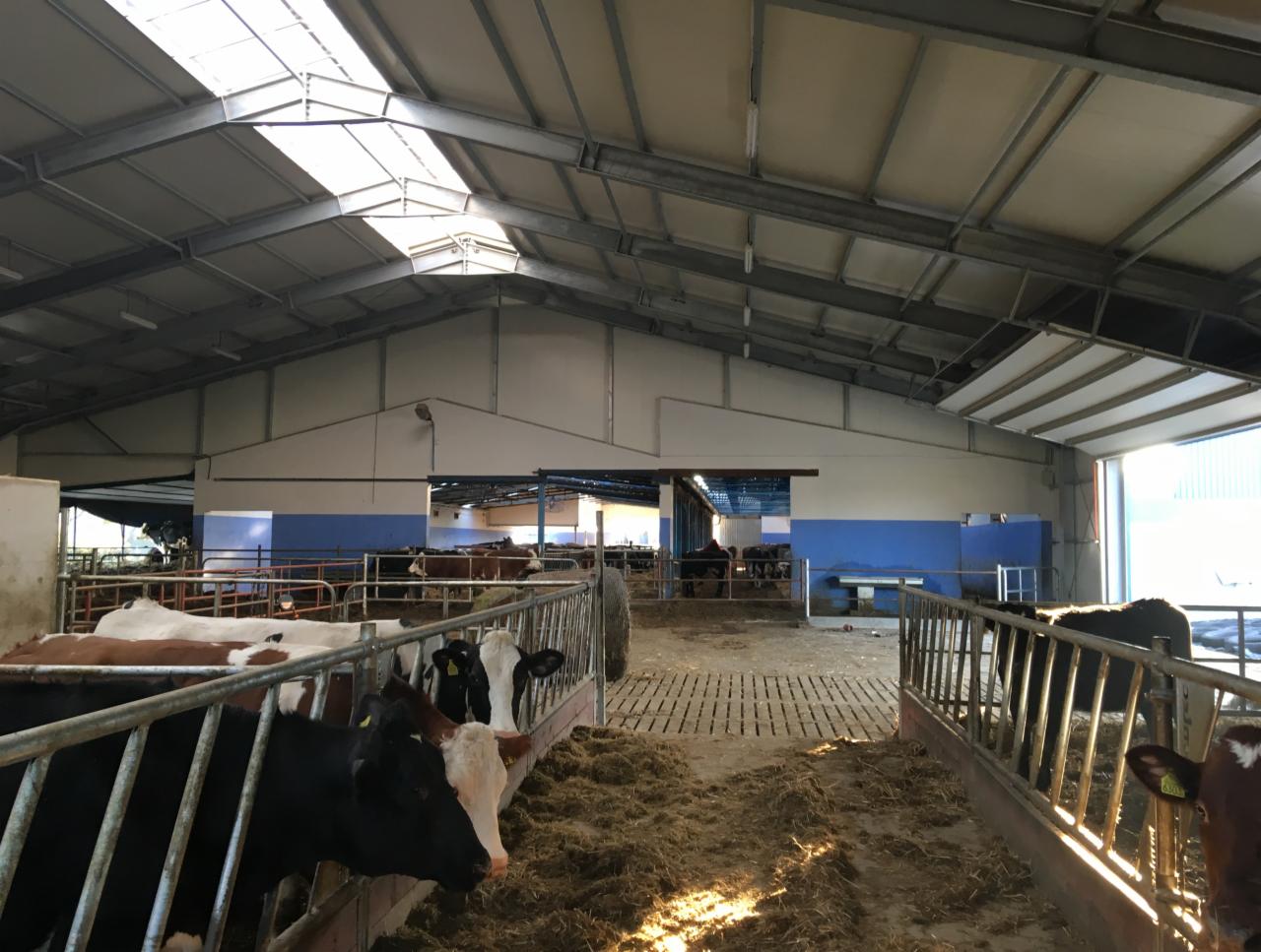 Wnętrze hali dla bydła z metalową konstrukcją dachu i świetlikami, widoczne krowy za metalowymi barierkami i słoma na podłodze.